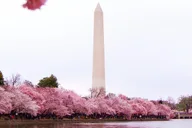 Washington DC Cherry Blossom Bus Tour thumbnail 5