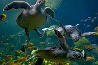 San Diego SeaWorld Park Admission thumbnail 2