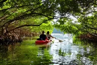 Miami Mangrove Kayak and SUP Tour 2.5 hr thumbnail 4