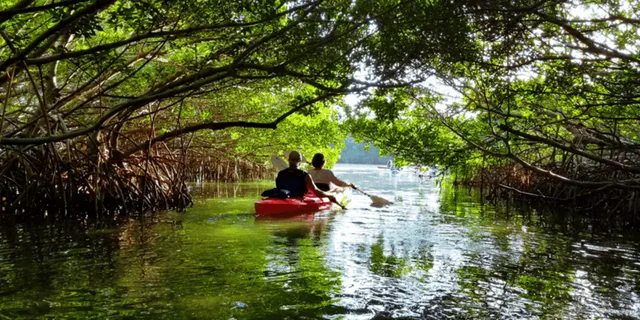 Miami Mangrove Kayak and SUP Tour 2.5 hr - Image 4