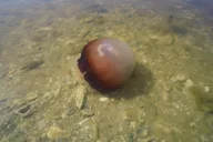 Flagler County Glass Bottom Eco Tour thumbnail 5