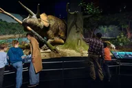 New York American Museum of Natural History Ticket thumbnail 2