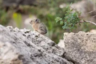 Yellowstone Terrace Mountain Loop Naturalist Hike thumbnail 2