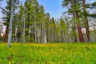 South Lake Tahoe Bike Rental thumbnail 3