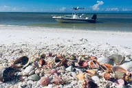 Fort Myers Beach Shelling Tour thumbnail 1