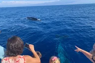 Waikoloa Whale Watching Cruise 90 Min thumbnail 2