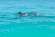 Key West Eco Tour Wildlife Refuge Adventure 3 hr thumbnail 4