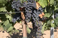 Washington Wine Tour with Driver and Hotel Pick-up thumbnail 2
