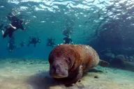 West Palm Beach Peanut Island Boat & Snorkel Tour thumbnail 5