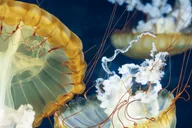 Las Vegas Shark Reef Aquarium Entry thumbnail 2