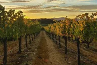 Sonoma Wine Tour in Small Group thumbnail 6