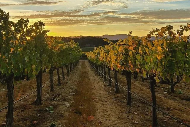 Sonoma Wine Tour in Small Group - Image 6