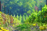 Niagara Wine Tour and Tasting thumbnail 3