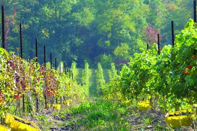 Niagara Wine Tour and Tasting - Image 3