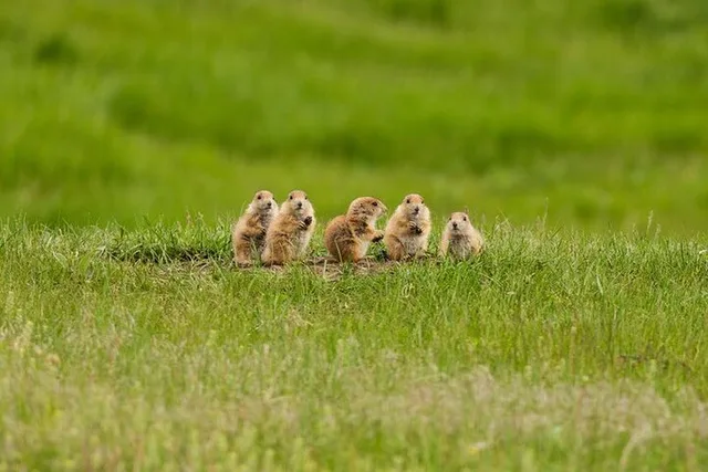 South Dakota Private Sightseeing Tour - Image 2