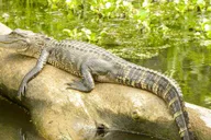 New Orleans Manchac Bayou Swamp Cruise thumbnail 1