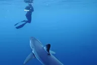 San Diego Shark Snorkel Adventure thumbnail 1