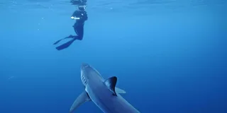 San Diego Shark Snorkel Adventure