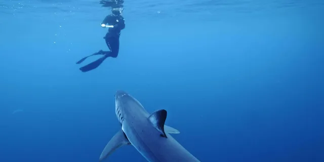 San Diego Shark Snorkel Adventure - Image 1