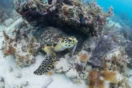 Key West Sail and Snorkel Day Trip thumbnail 6