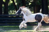 Ocala Gypsy Gold Horse Farm Walking Tour thumbnail 2