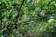 Key West Clear Kayak Eco-Tour thumbnail 4