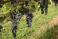 Niagara County Wine Tour thumbnail 2