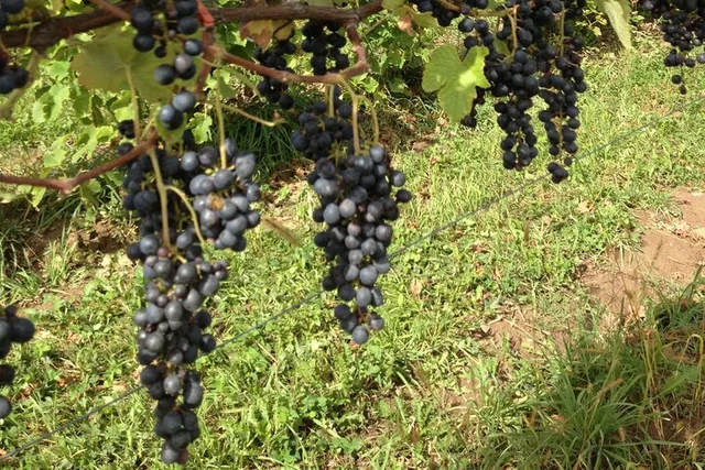 Niagara County Wine Tour - Image 2