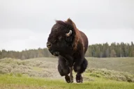 Yellowstone Private National Park Safari thumbnail 6