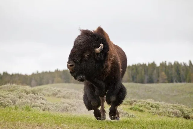 Yellowstone Private National Park Safari - Image 6