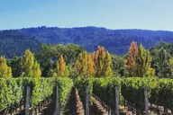 Napa Valley Wine Tour thumbnail 2