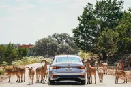 San Antonio Wildlife Safari Drive-Thru thumbnail 1