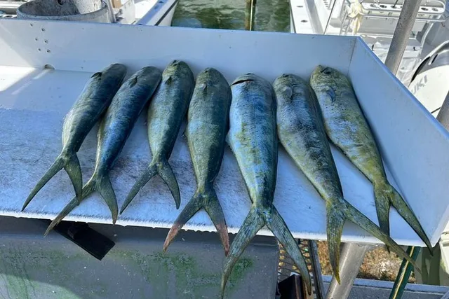Key West Fishing Charter with Experienced Captain - Image 5