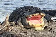 Fort Lauderdale Airboat Tour in the Everglades 2 hr thumbnail 1