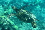 Lahaina Snorkeling Tour at Olowalu Reef thumbnail 6