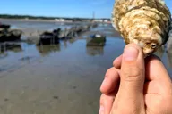 Plymouth Oyster Farm Boat Tour with Tasting thumbnail 6