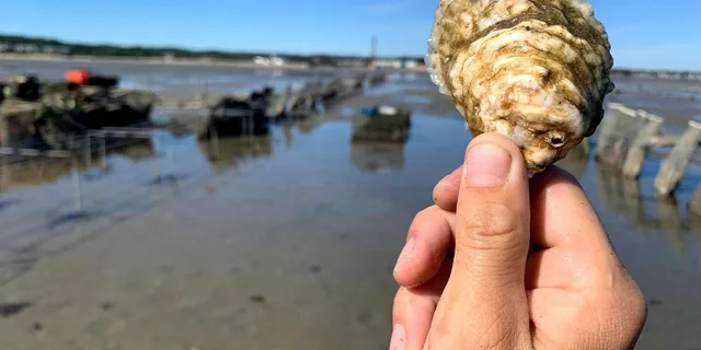 Plymouth Oyster Farm Boat Tour with Tasting - Image 6