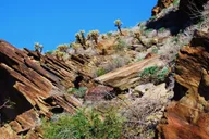 Palm Springs Indian Canyons Jeep and Hiking Tour thumbnail 4