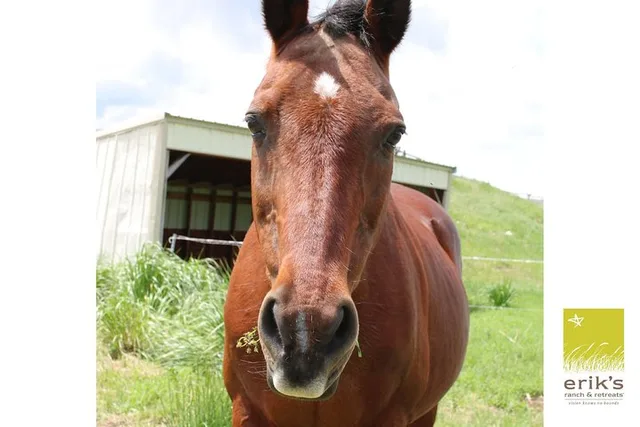 Erik's Ranch Horseback Riding Experience - Image 3