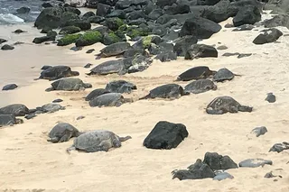 Maui Scenic Tour to Halfway to Hana