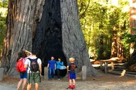 San Francisco Redwoods Horseback Riding Tour thumbnail 2