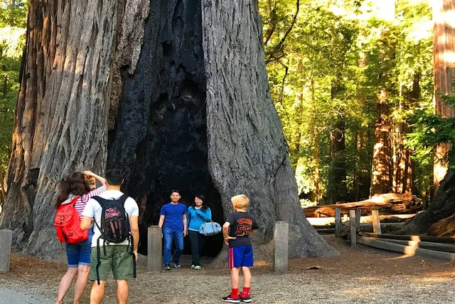 San Francisco Redwoods Horseback Riding Tour - Image 2