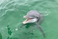 Panama City Beach Dolphin and Sightseeing Tour 2 hr thumbnail 3