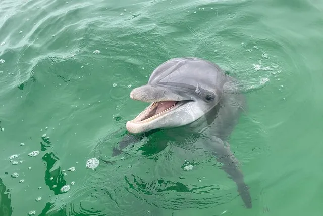 Panama City Beach Dolphin and Sightseeing Tour 2 hr - Image 3