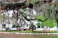 Hilton Head Honey Horn Guided Tour thumbnail 1
