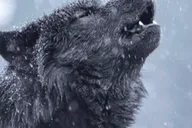 Jackson Grand Teton and National Elk Refuge Winter Day Trip thumbnail 5
