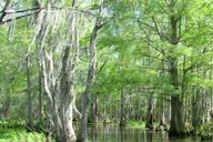 New Orleans Honey Island Swamp Tour thumbnail 1