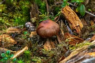 Denali Nature Hike thumbnail 4