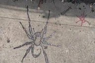 New York Street Art Tour thumbnail 3
