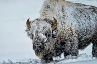 Grand Teton Wildlife Safari 1 hr thumbnail 3